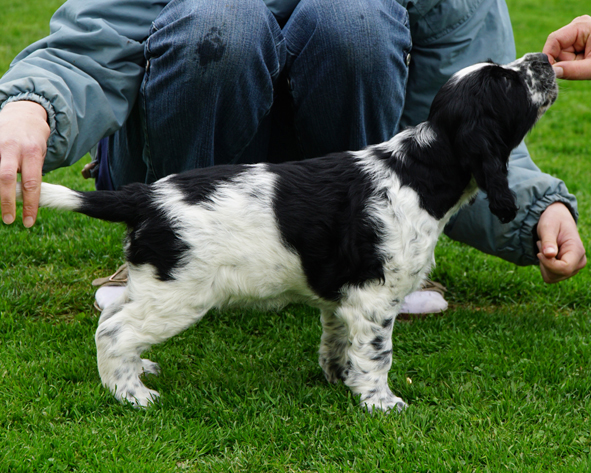 English springer spaniel DONELLI MYSTERION BRITANICA