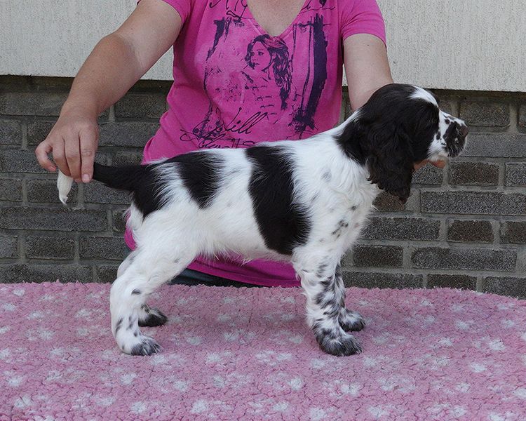 English springer spaniel ELIOT MYSTERION BRITANICA