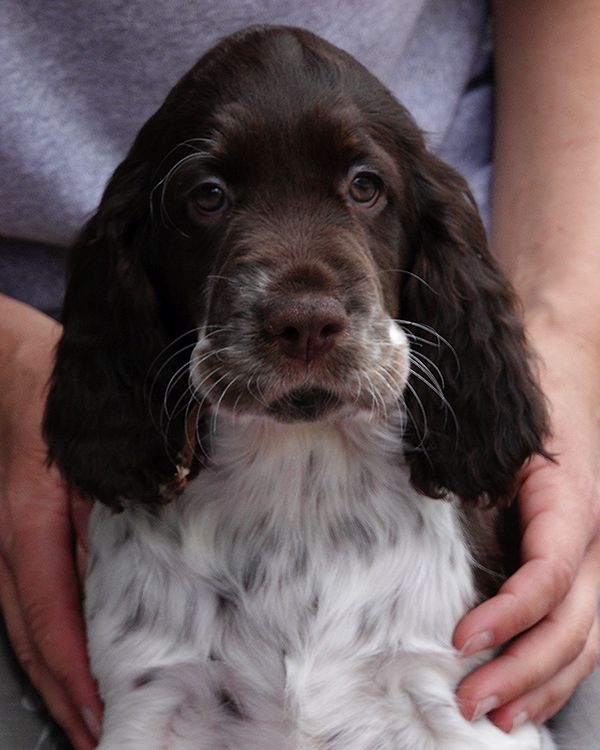 English springer spaniel ELISHKA MYSTERION BRITANICA