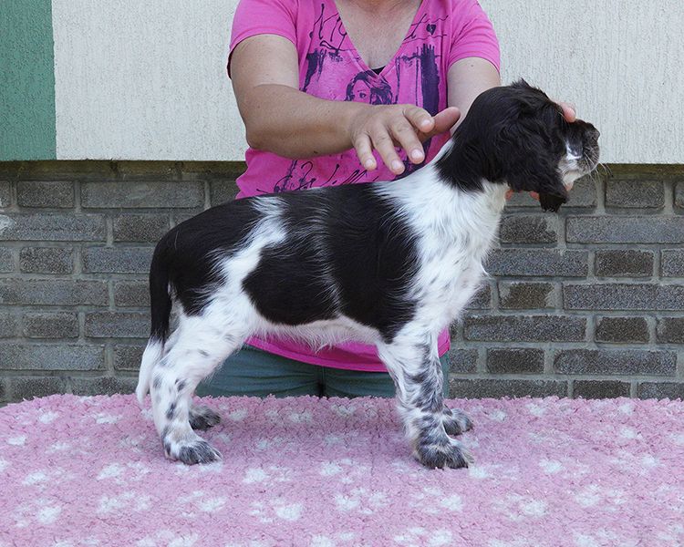 English springer spaniel ELISHKA MYSTERION BRITANICA