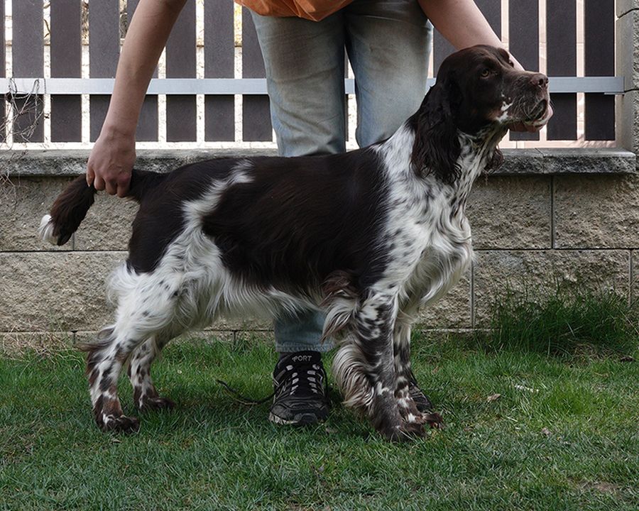 English springer spaniel ELISHKA MYSTERION BRITANICA