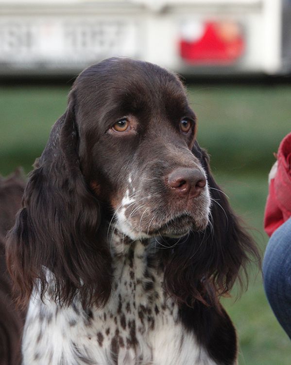 English springer spaniel ELISHKA MYSTERION BRITANICA