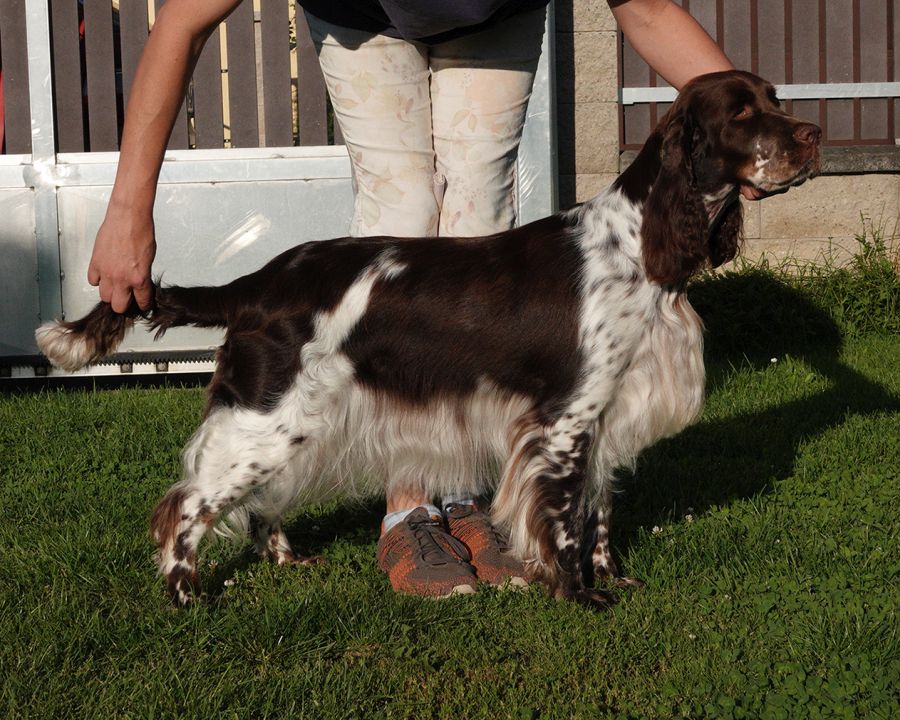 English springer spaniel ELISHKA MYSTERION BRITANICA