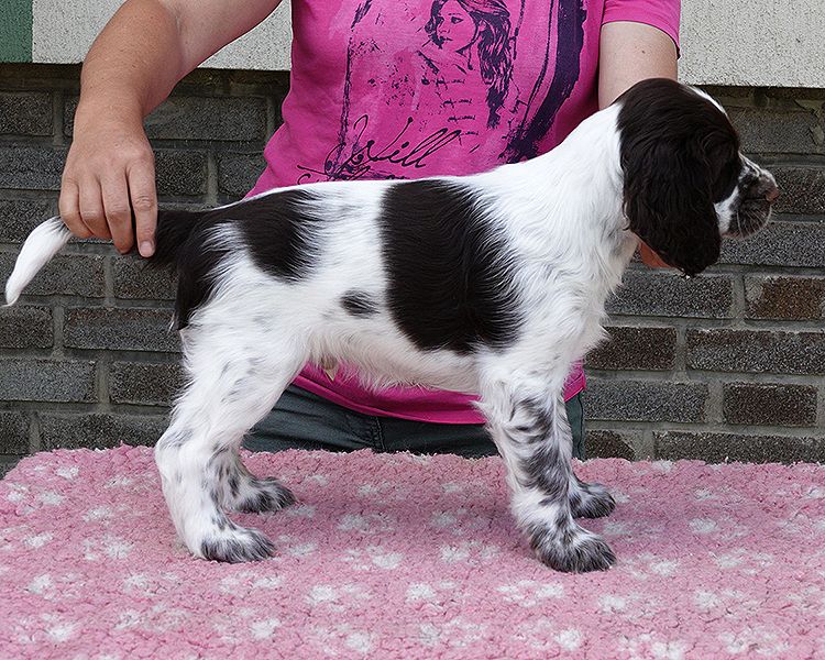 English springer spaniel ELTON MYSTERION BRITANICA