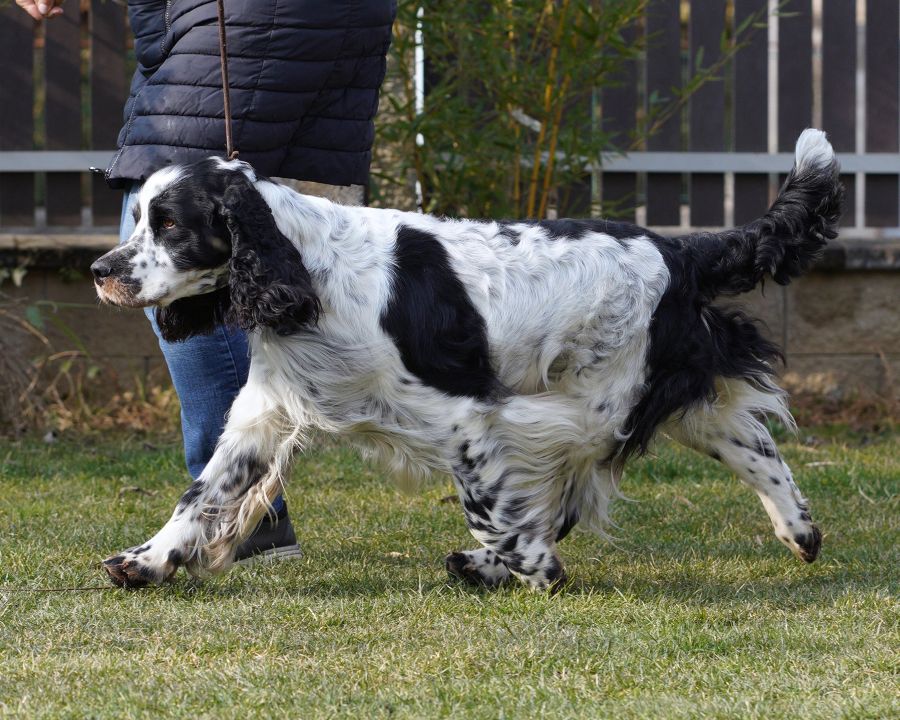 English springer spaniel Emilio Olli Buxusson