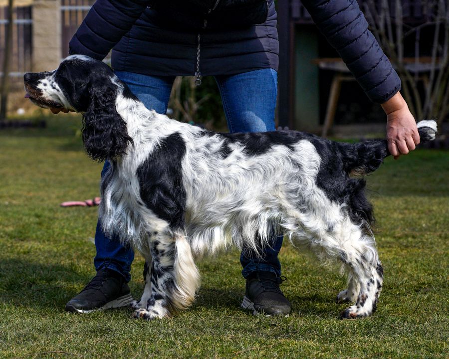 English springer spaniel Emilio Olli Buxusson