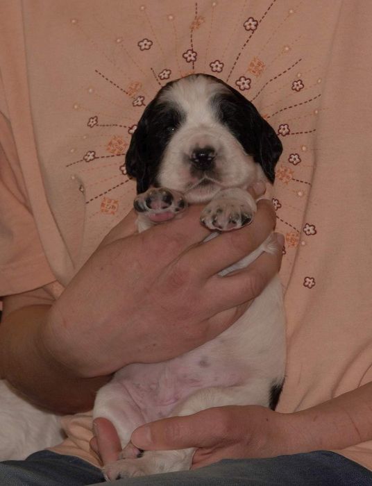 English springer spaniel FABIAN MYSTERION BRITANICA