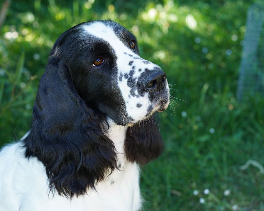 English springer spaniel FABIAN MYSTERION BRITANICA