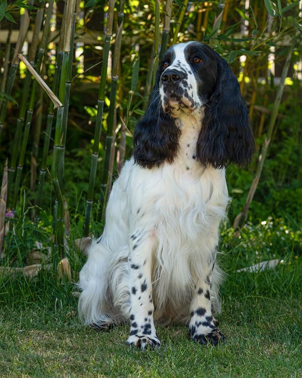 English springer spaniel FABIAN MYSTERION BRITANICA