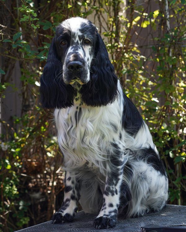 English springer spaniel FAUST MYSTERION BRITANICA