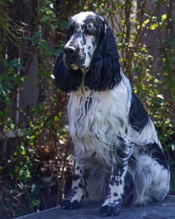 English springer spaniel FAUST MYSTERION BRITANICA