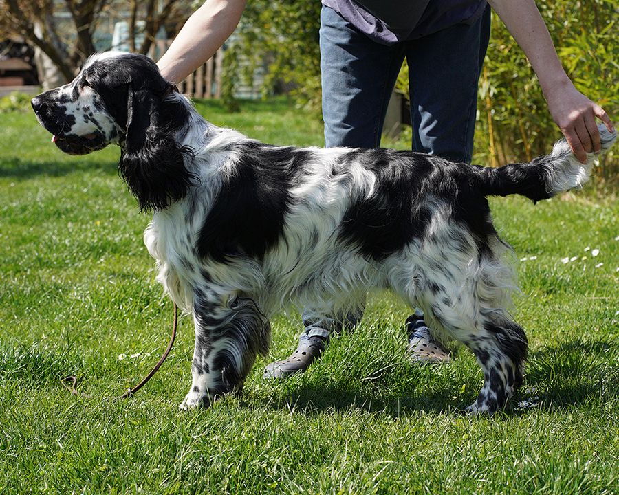 English springer spaniel FAUST MYSTERION BRITANICA