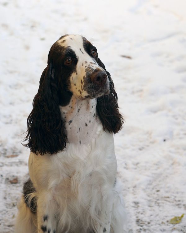 English springer spaniel FIDORKA MYSTERION BRITANICA