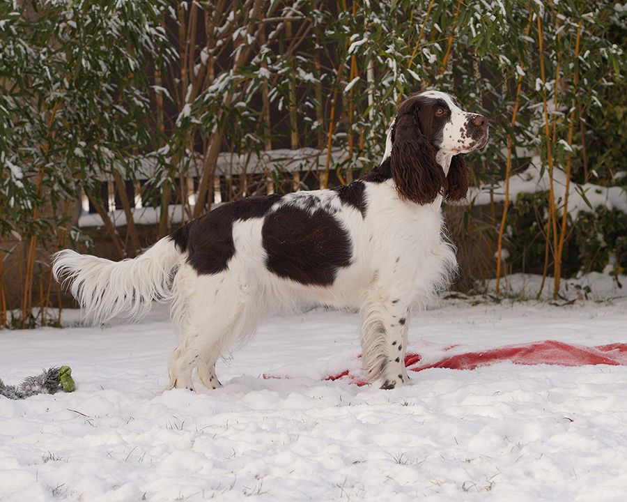 English springer spaniel FIDORKA MYSTERION BRITANICA