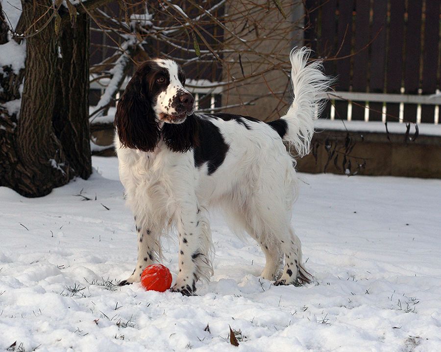 English springer spaniel FIDORKA MYSTERION BRITANICA