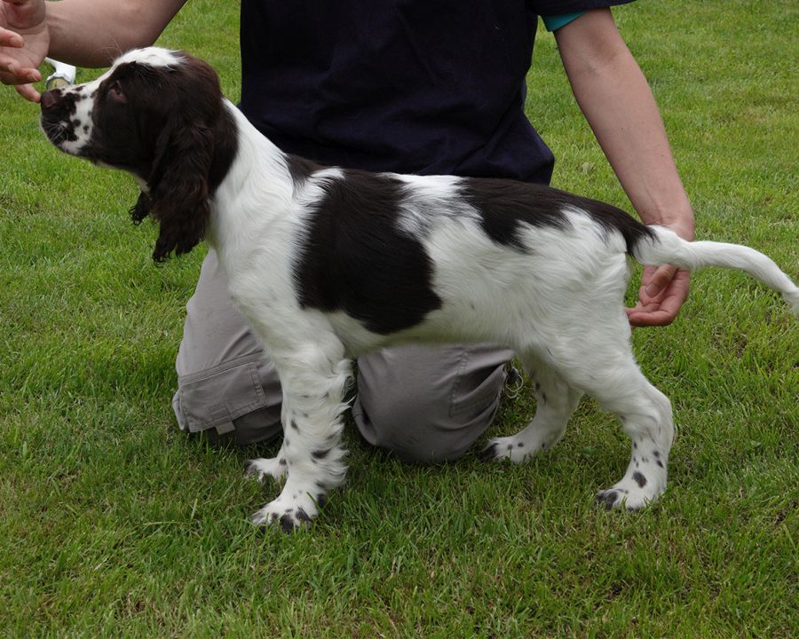 English springer spaniel FIDORKA MYSTERION BRITANICA