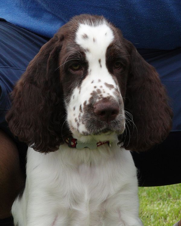 English springer spaniel FIDORKA MYSTERION BRITANICA