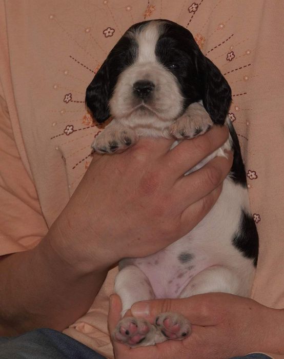 English springer spaniel FREDERIKA MYSTERION BRITANICA