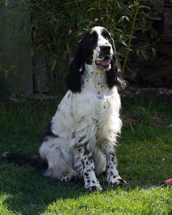 English springer spaniel FREDERIKA MYSTERION BRITANICA