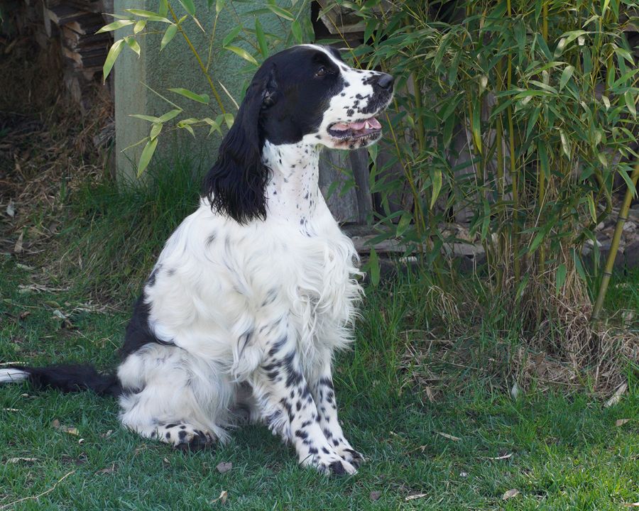 English springer spaniel FREDERIKA MYSTERION BRITANICA