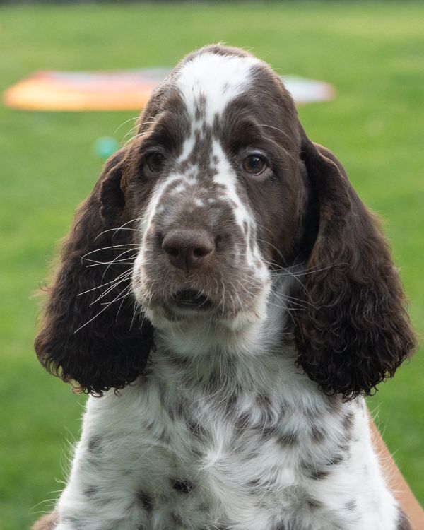 English springer spaniel Goeffrey MYSTERION BRITANICA