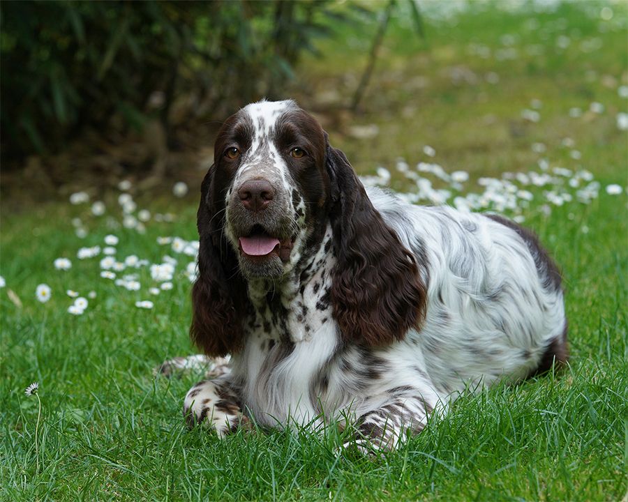 English springer spaniel Goeffrey MYSTERION BRITANICA