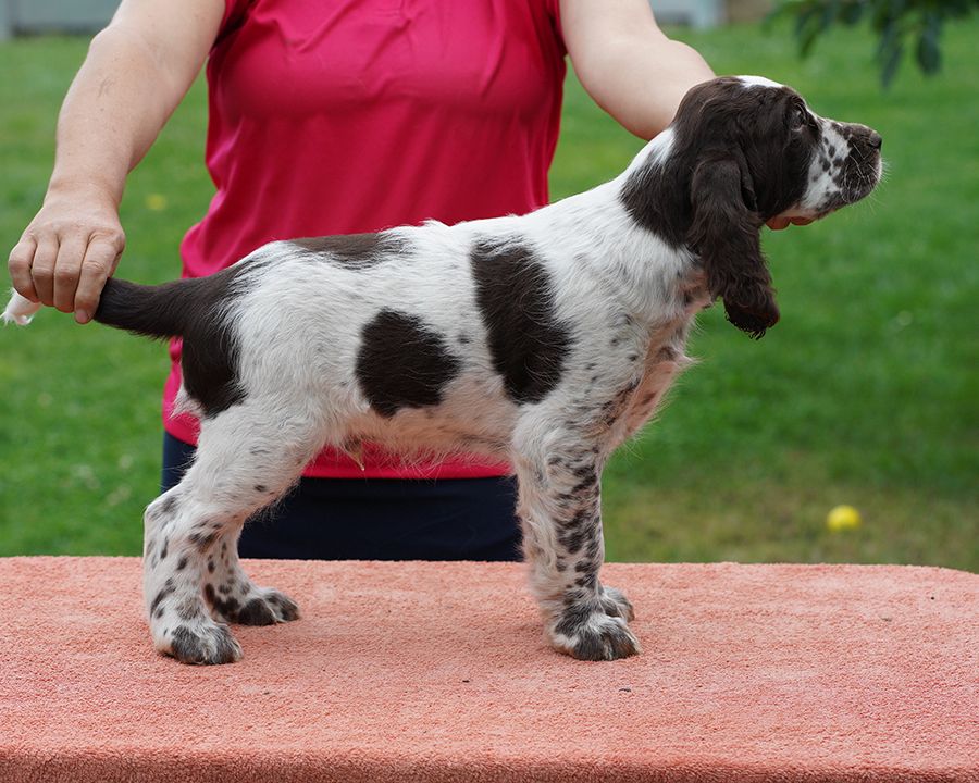 English springer spaniel Goeffrey MYSTERION BRITANICA