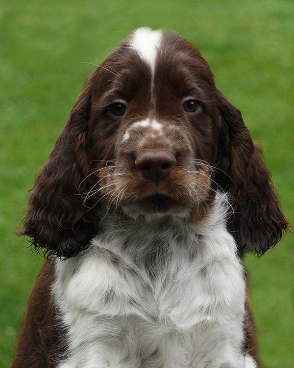 English springer spaniel George     MYSTERION BRITANICA