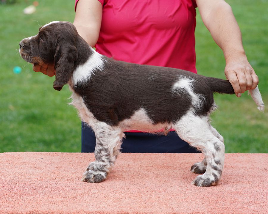 English springer spaniel George MYSTERION BRITANICA