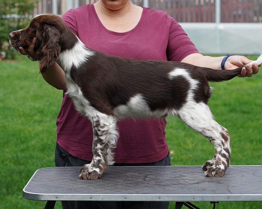 English springer spaniel George MYSTERION BRITANICA