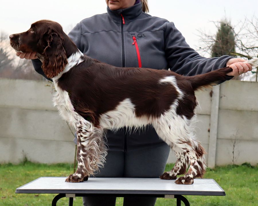 English springer spaniel George    MYSTERION BRITANICA