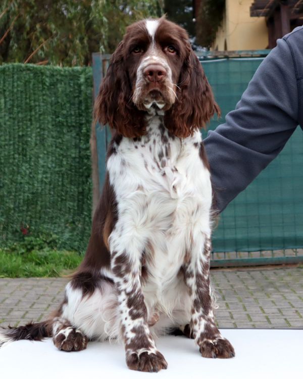 English springer spaniel George    MYSTERION BRITANICA