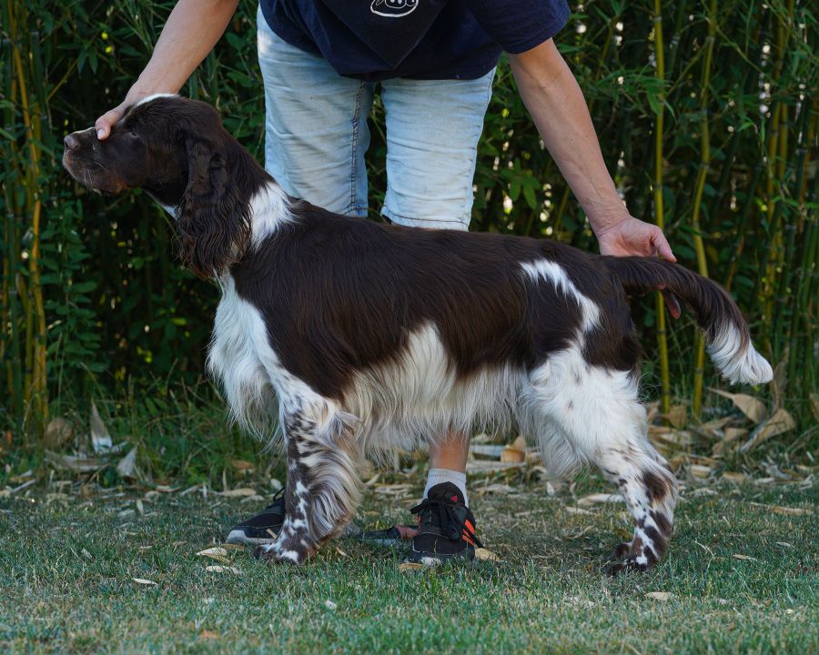 English springer spaniel George     MYSTERION BRITANICA