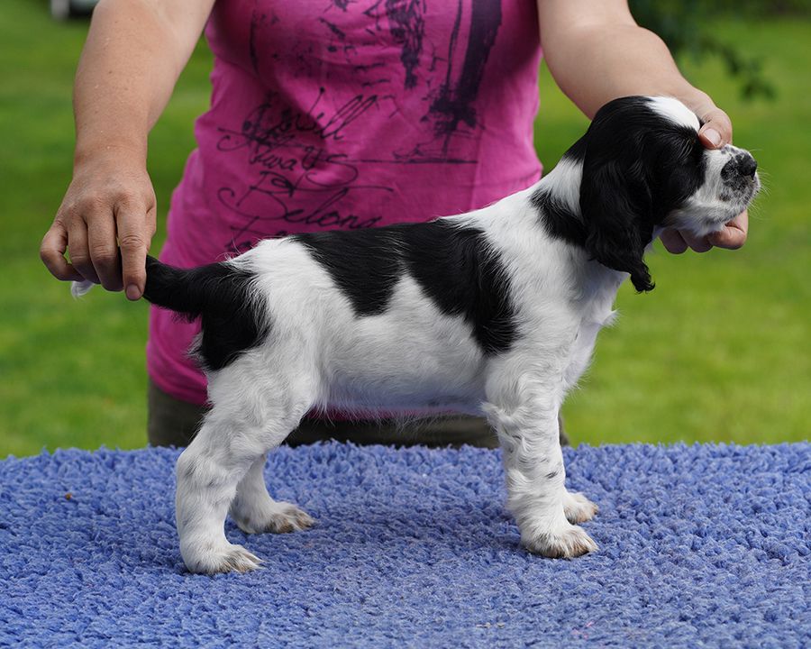 English springer spaniel Giselle  MYSTERION BRITANICA