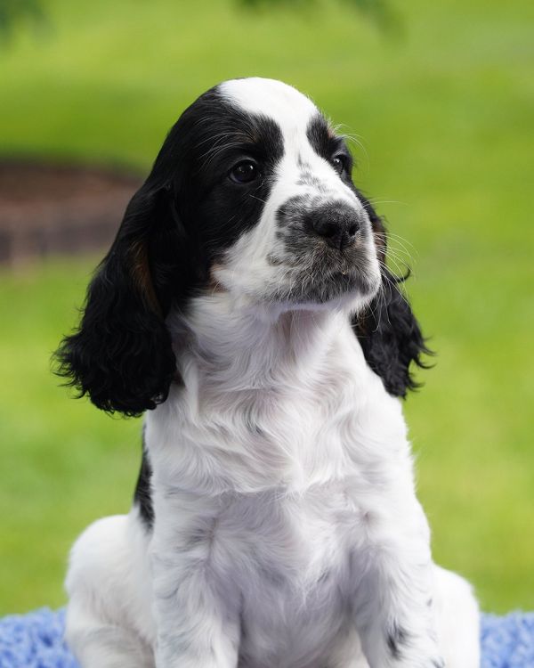 English springer spaniel Giselle  MYSTERION BRITANICA