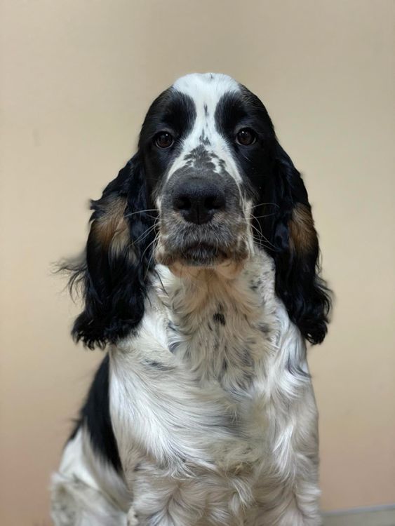 English springer spaniel Giselle MYSTERION BRITANICA