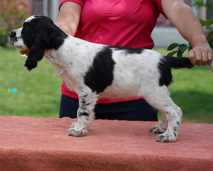 English springer spaniel Giselle MYSTERION BRITANICA