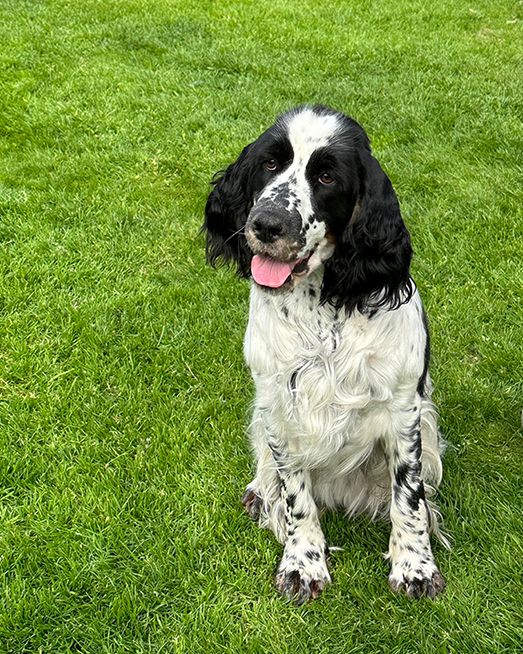 English springer spaniel Giselle MYSTERION BRITANICA