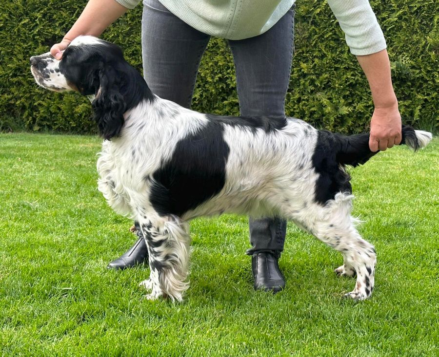 English springer spaniel Giselle MYSTERION BRITANICA