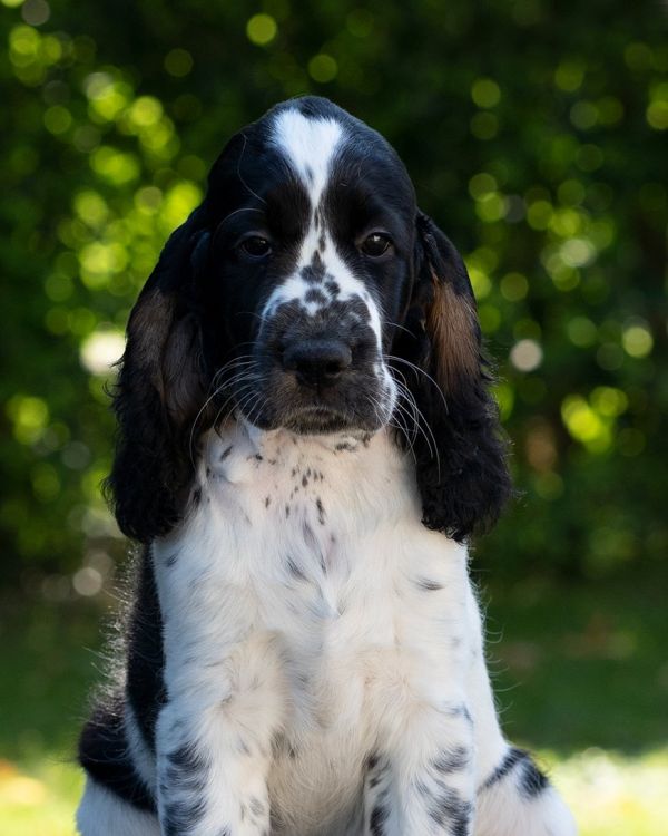 Anglick pringrpanl GLADYS MYSTERION BRITANICA