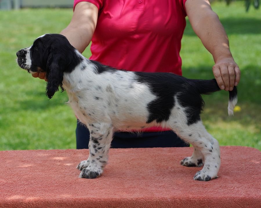 English springer spaniel puppy