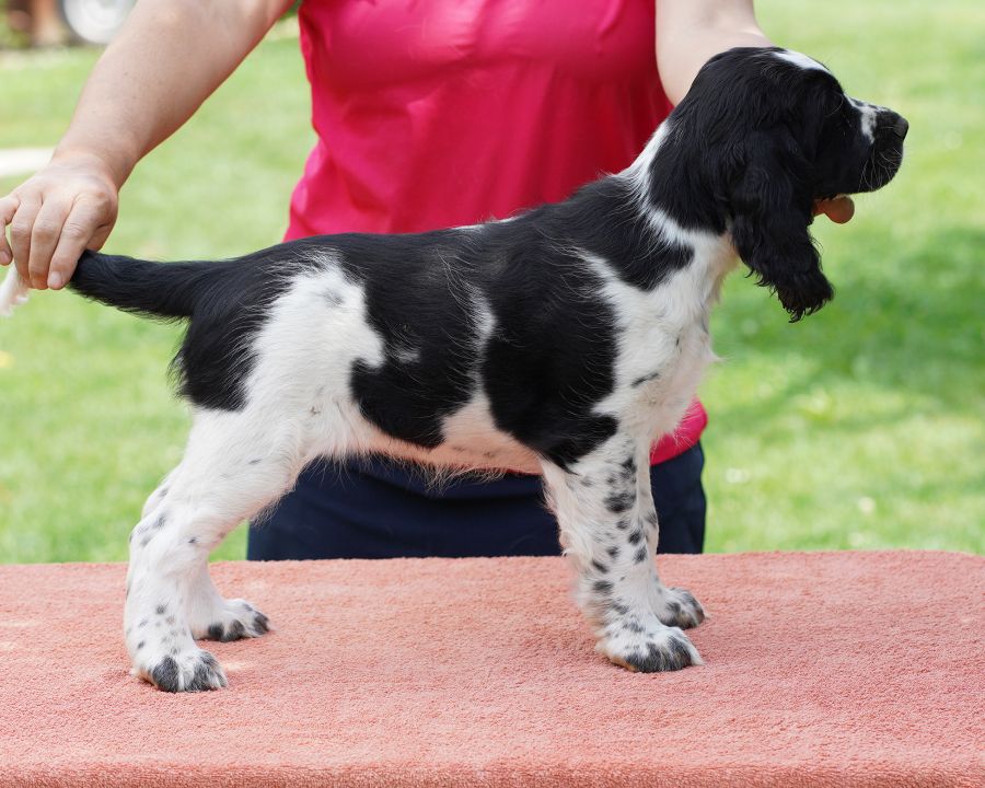 English springer spaniel puppy