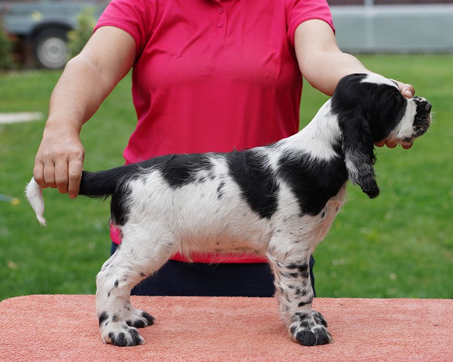 English springer spaniel puppy