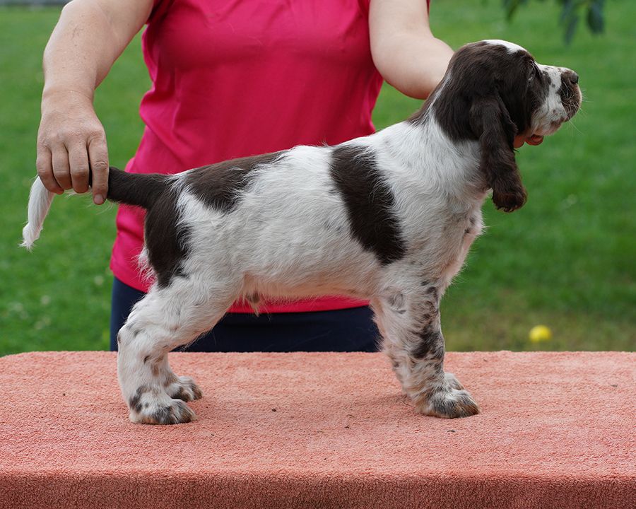 English springer spaniel GREGORY     MYSTERION BRITANICA