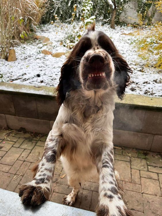 English springer spaniel GREGORY    MYSTERION BRITANICA
