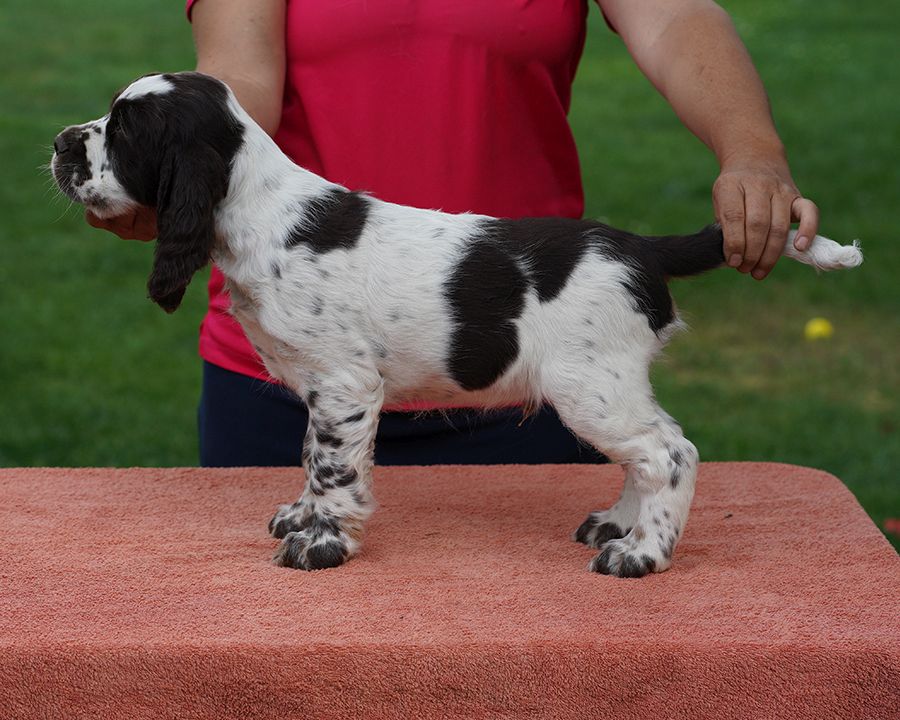English springer spaniel GUCCI   MYSTERION BRITANICA