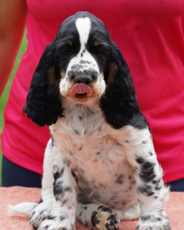 English springer spaniel Gustaff  MYSTERION BRITANICA