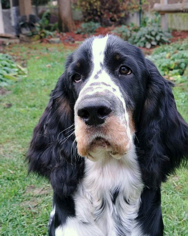 English springer spaniel GUSTAFF  MYSTERION BRITANICA