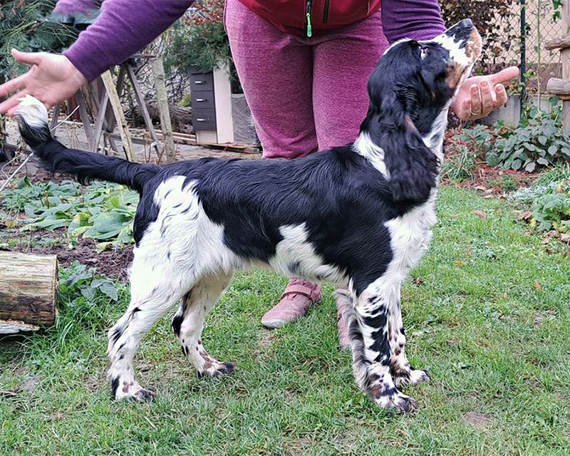 English springer spaniel GUSTAFF  MYSTERION BRITANICA