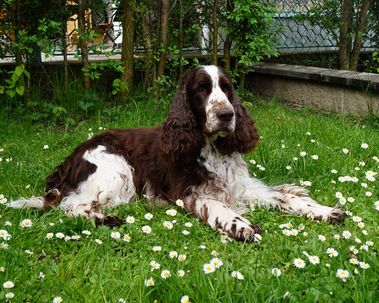 English springer spaniel